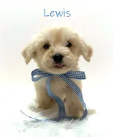 Lewis, a male Miniature Goldendoodle for sale in Demopolis, AL – 4 of 10
