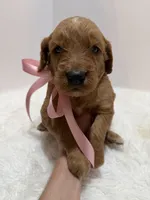 Stella F1, a female Goldendoodle for sale in Demopolis, AL – 6 of 6