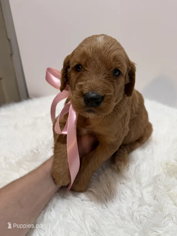 Stella F1 – Goldendoodle puppy for sale in Demopolis, AL