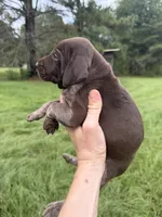 AKC Jersey , a female German Shorthaired Pointer for sale in Demopolis, AL – 5 of 6