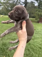 AKC Mae, a female German Shorthaired Pointer for sale in Demopolis, AL – 2 of 6