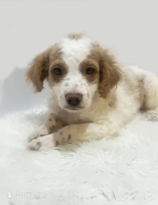 Rusty – Miniature Goldendoodle puppy for sale in Demopolis, AL