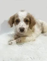 Rusty, a male Miniature Goldendoodle for sale in Demopolis, AL – 1 of 3