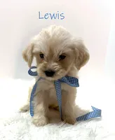 Lewis, a male Miniature Goldendoodle for sale in Demopolis, AL – 7 of 10