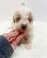 Boyd, a male Miniature Goldendoodle for sale in Demopolis, AL – Photo 3 of 3