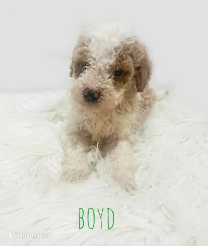 Boyd – Miniature Goldendoodle puppy for sale in Demopolis, AL