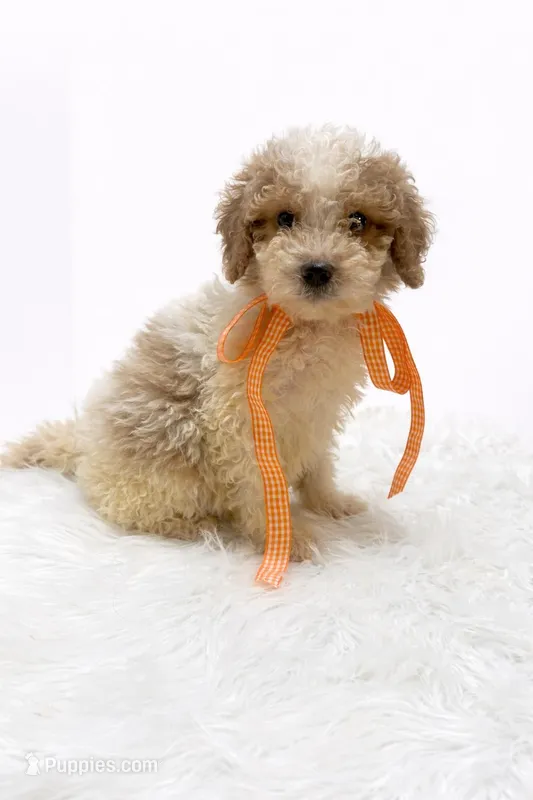 Boyd – Miniature Goldendoodle puppy for sale in Demopolis, AL