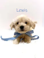 Lewis, a male Miniature Goldendoodle for sale in Demopolis, AL – 1 of 10