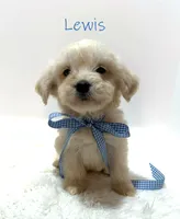 Lewis, a male Miniature Goldendoodle for sale in Demopolis, AL – 2 of 10