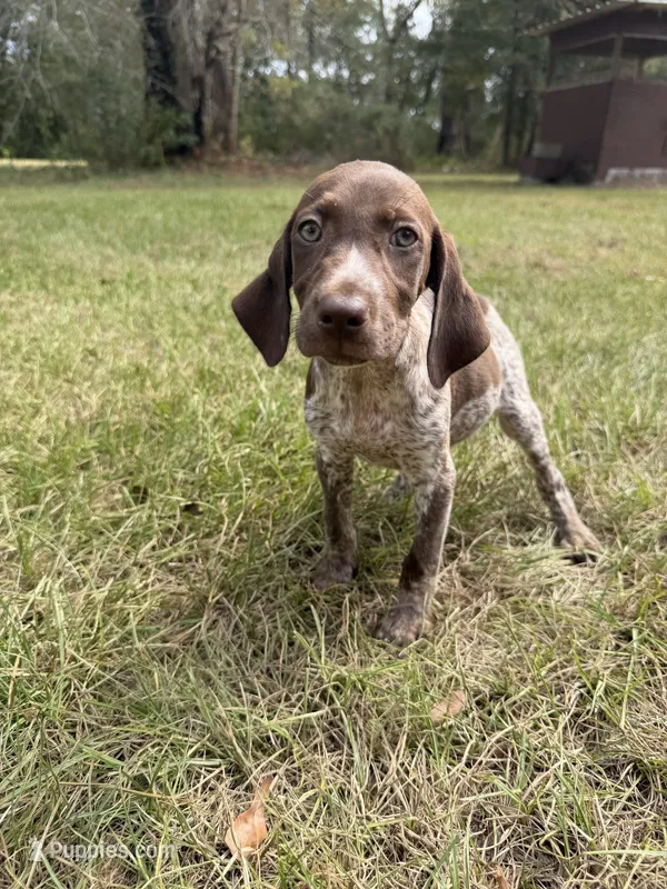 AKC Laremy – German Shorthaired Pointer puppy for sale in Demopolis, AL