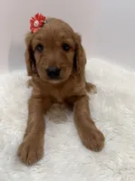 F1 Hallie , a female Goldendoodle for sale in Demopolis, AL – 1 of 9