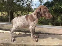 Logan AKC, a female German Shorthaired Pointer for sale in Demopolis, AL – 2 of 3