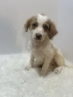 Rusty, a male Miniature Goldendoodle for sale in Demopolis, AL – 1 of 4