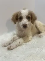 Rusty, a male Miniature Goldendoodle for sale in Demopolis, AL – 3 of 4