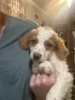 Rusty, a male Miniature Goldendoodle for sale in Demopolis, AL – 4 of 4