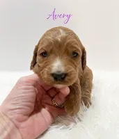 Avery F1, a female Goldendoodle for sale in Demopolis, AL – Photo 2 of 5