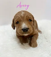 Avery F1, a female Goldendoodle for sale in Demopolis, AL – Photo 4 of 5