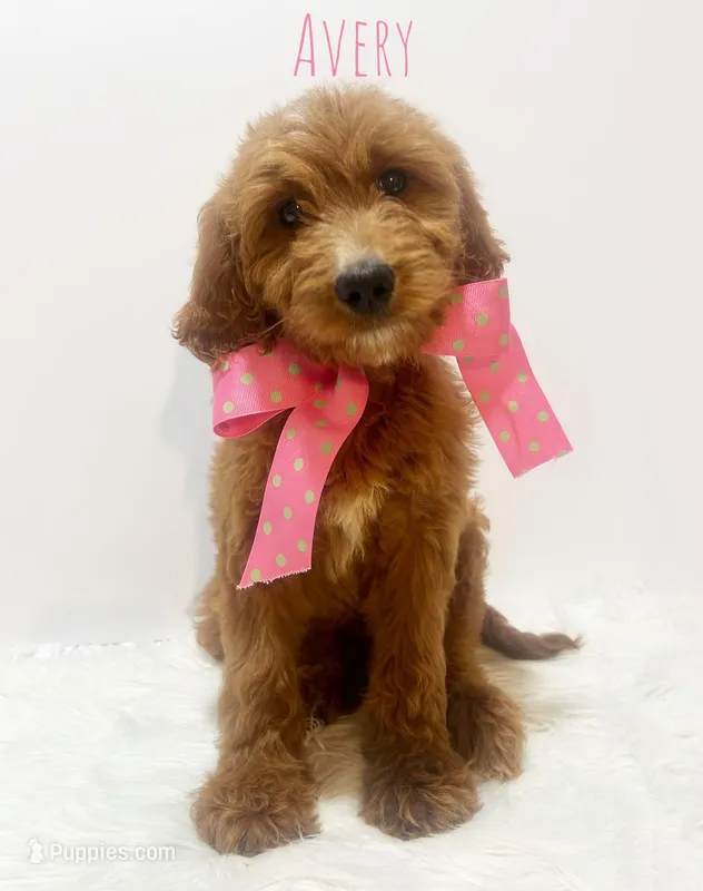 Avery F1 – Goldendoodle puppy for sale in Demopolis, AL