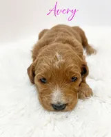 Avery F1, a female Goldendoodle for sale in Demopolis, AL – Photo 3 of 5