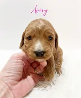 Avery F1, a female Goldendoodle for sale in Demopolis, AL – Photo 5 of 5