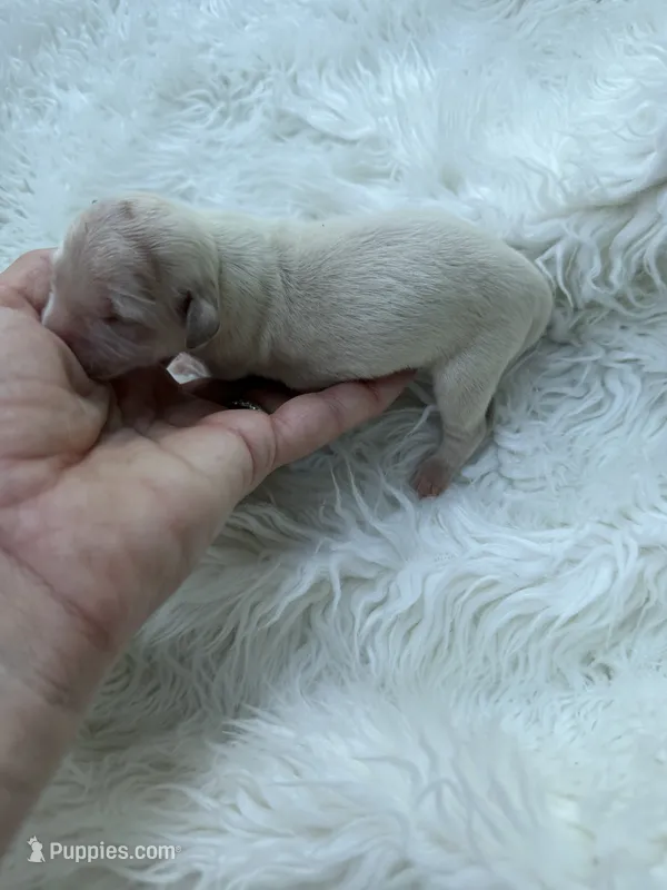F1b Mini Goldendoodle  – Miniature Goldendoodle puppy for sale in Demopolis, AL