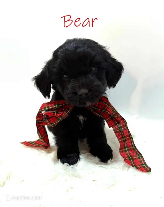 Bear, a male Miniature Goldendoodle for sale in Demopolis, AL – 1 of 10