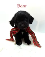 Bear, a male Miniature Goldendoodle for sale in Demopolis, AL – 1 of 10