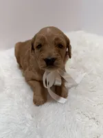 F1 Hallie , a female Goldendoodle for sale in Demopolis, AL – 4 of 4