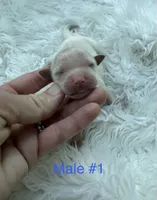 F1b Mini Goldendoodle , a male Miniature Goldendoodle for sale in Demopolis, AL – 2 of 2