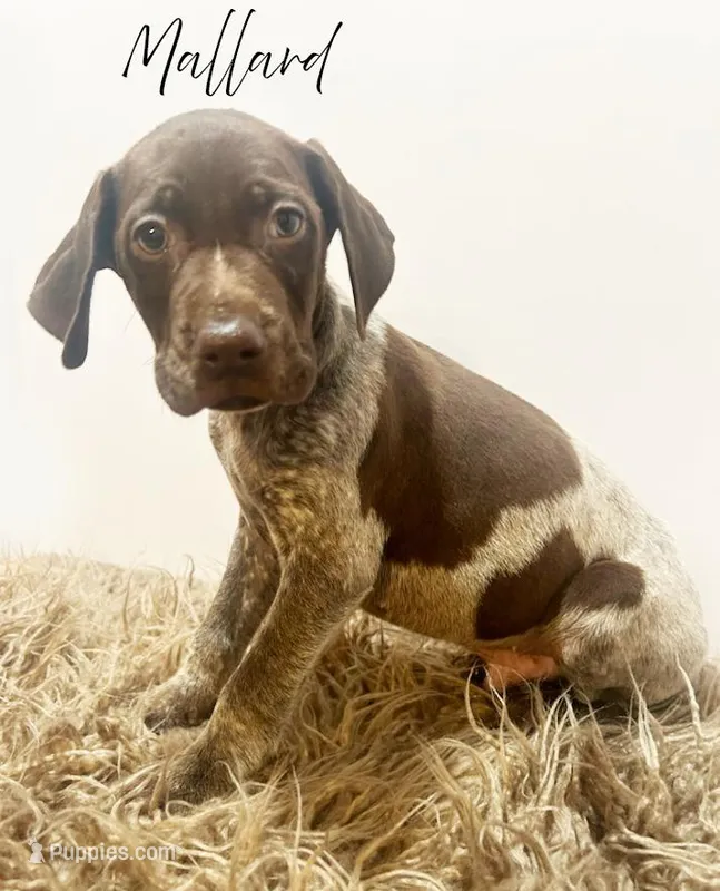 Mallard, a male German Shorthaired Pointer for sale in Demopolis, AL – Photo 1 of 1