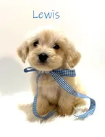 Lewis, a male Miniature Goldendoodle for sale in Demopolis, AL – 5 of 10
