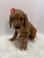 F1 Hallie , a female Goldendoodle for sale in Demopolis, AL – 3 of 9