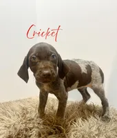 AKC Female, a female German Shorthaired Pointer for sale in Demopolis, AL – Photo 2 of 2