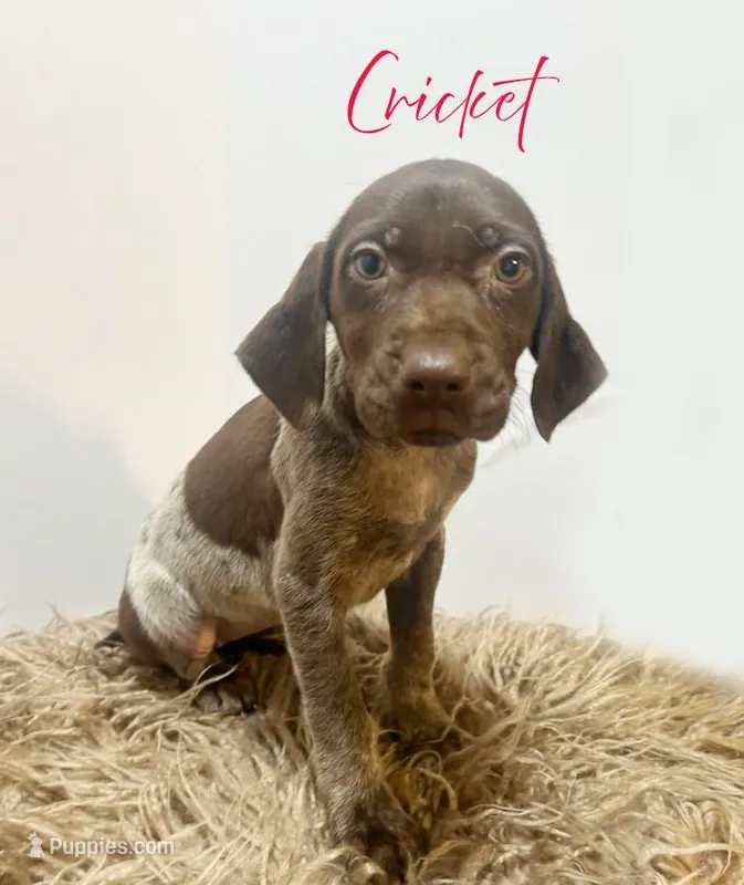 AKC Female – German Shorthaired Pointer puppy for sale in Demopolis, AL