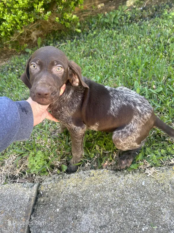 AKC Female – German Shorthaired Pointer puppy for sale in Demopolis, AL