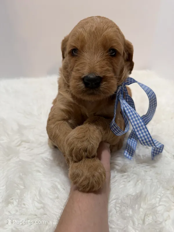 Max F1 – Goldendoodle puppy for sale in Demopolis, AL
