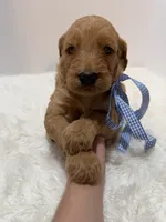 Max F1, a male Goldendoodle for sale in Demopolis, AL – 1 of 6