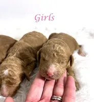 F1b Goldendoodles, a female Goldendoodle for sale in Demopolis, AL – Photo 3 of 4