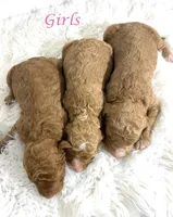F1b Goldendoodles, a female Goldendoodle for sale in Demopolis, AL – Photo 2 of 4