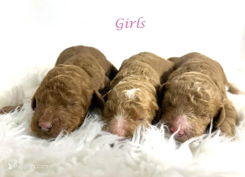 F1b Goldendoodles