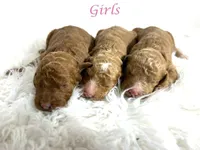 F1b Goldendoodles, a female Goldendoodle for sale in Demopolis, AL – Photo 4 of 4