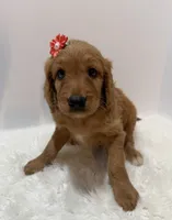 F1 Hallie , a female Goldendoodle for sale in Demopolis, AL – 9 of 9