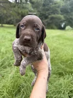 AKC Hallie, a female German Shorthaired Pointer for sale in Demopolis, AL – 4 of 9