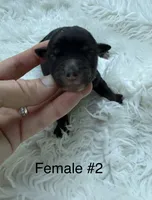 Mini Goldendoodle , a female Miniature Goldendoodle for sale in Demopolis, AL – 3 of 3