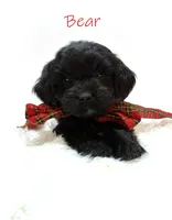 Bear, a male Miniature Goldendoodle for sale in Demopolis, AL – 9 of 10