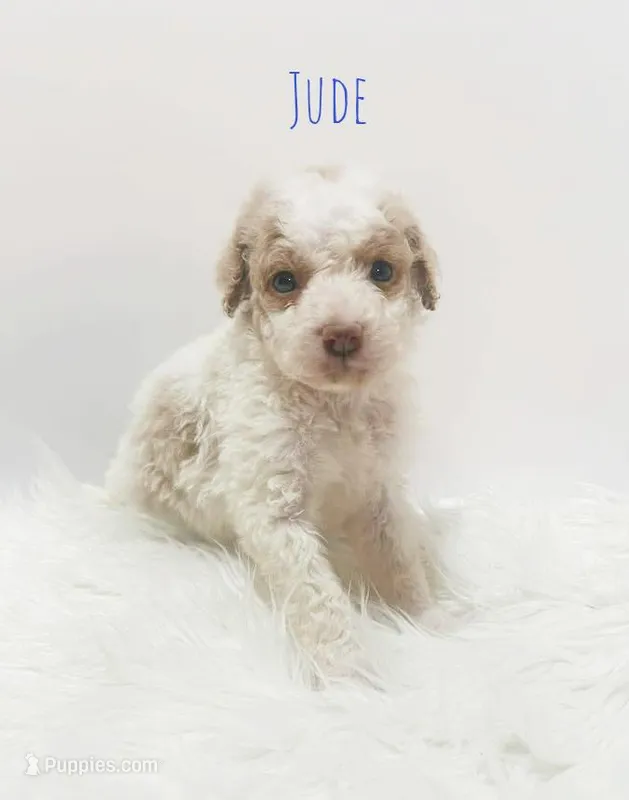 Minature – Goldendoodle puppy for sale in Demopolis, AL