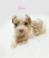 Cora, a female Miniature Goldendoodle for sale in Demopolis, AL – Photo 3 of 3