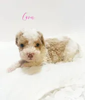 Cora, a female Miniature Goldendoodle for sale in Demopolis, AL – Photo 2 of 3