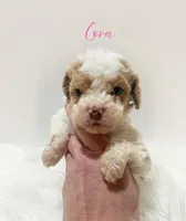 Cora, a female Miniature Goldendoodle for sale in Demopolis, AL – Photo 1 of 3