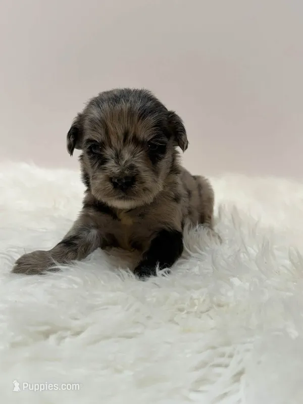 Mini Goldendoodle  – Miniature Goldendoodle puppy for sale in Demopolis, AL